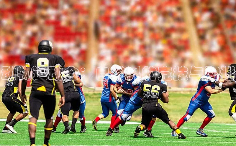 米乐yy易游体育官网