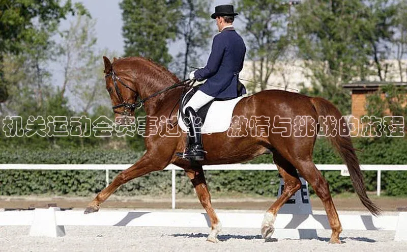 机关运动会赛事过半：激情与挑战的旅程